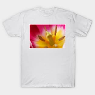 Tulipa 'Ballade' AGM Tulip Lily-flowered Group April T-Shirt